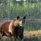 Finland bear