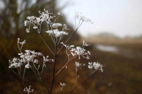 2 Estonian winter at Matsalu Photo by Olev Mihkelmaa
