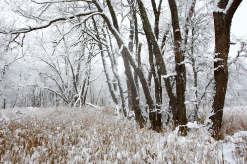 4 Estonian winter at Matsalu Photo by Olev Mihkelmaa