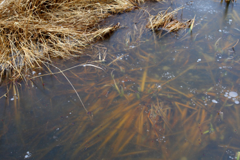 8 Estonian winter at Matsalu Photo by Olev Mihkelmaa